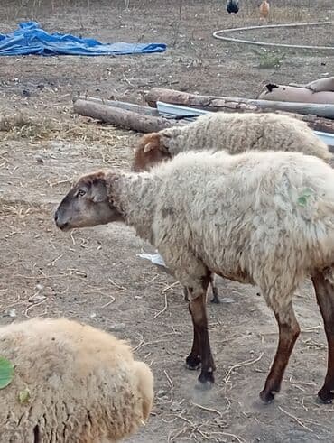 ağdam xoruzu gence: Salam .13 baş qoyundu.hamisi boğazdır,2-5 qarına.1 ay doğalar saglam — 4