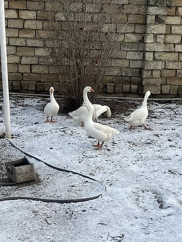 ev donuzu: Ağ qaz sürüsü - Fotoşəkillərdə göstərilən 5 ədəd ağ qaz - Uzunboylu — 4