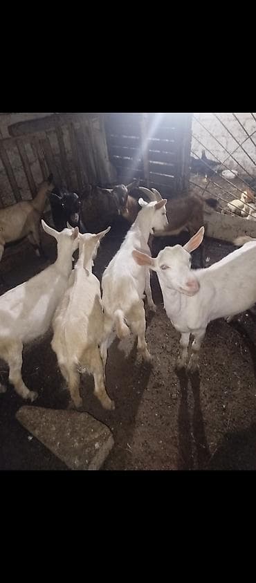 10 dene keçi balası satılır, 6 si erkek,4 dişi, birinin qiyməti 175 — 3