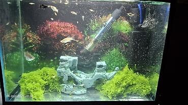 akvarium balik: Akvaryum satilir 20 ltr olmalidi icinde 40 qeder bala moli baliqlari — 2