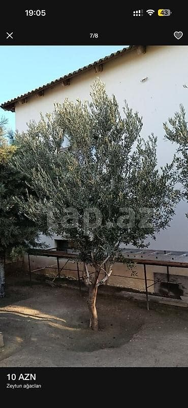 lipa agaci: Zeytun ağacları - Seçim: müxtəlif ölçü və yaşlarda zeytun ağacları - — 1