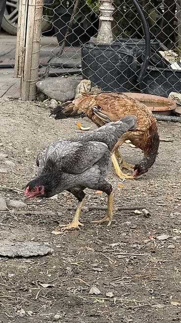 ataks toyuqları: Toyuq cücələri, Damazlıq — 2