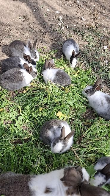 Собаки: Boz-ağ rəng gammasında dekorativ dovşan balaları - Növ — 1