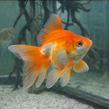 Qızıl balıq, Sülhsevər