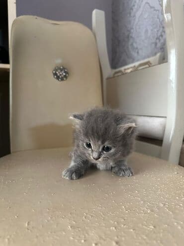 сколько стоит британский котёнок: Британская, Самка, Самец, В добрые руки, Бесплатная доставка — 2