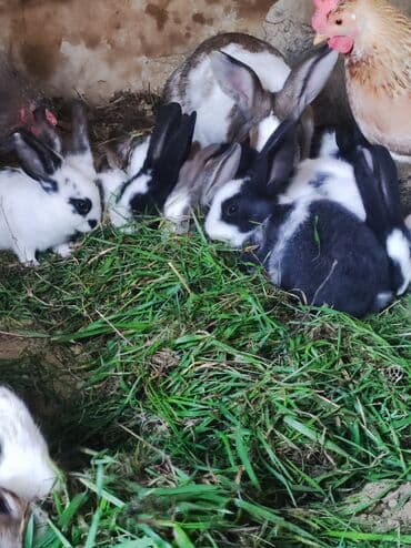 Məhsul: Ev şəraitində bəslən dovşan balaları Təsvir: - Müxtəlif — 2