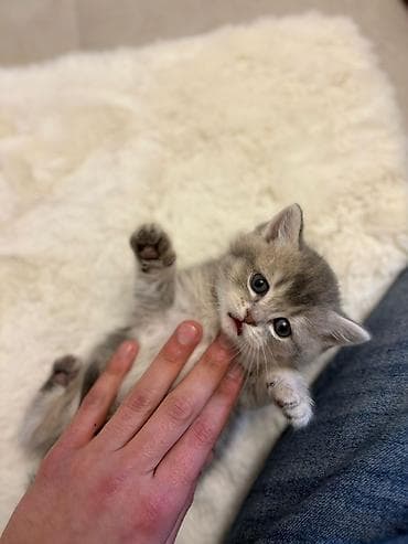 Böyük gözlü, boz-ağ cizgili bala pişik - Cins: Ev pişiyi lalafo.az -da Böyük gözlü, boz-ağ cizgili bala pişik - Cins: Ev pişiyi