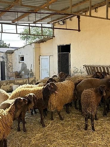 heyvan seksi.com: Razilaşma yoluilə — 1