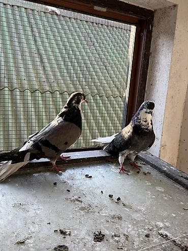 pavlin goyercin: Göyerçinler aq quyruqlar ekey maya esenlerdendi nikalayisqi cutu 35 m — 9