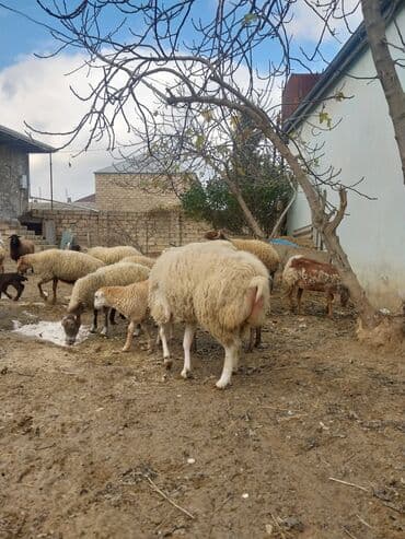 cuce ve xoruz: Qoyun sürüsü – yerli cinslərin qarışığı - Şəkillərdə kənd həyətində — 8