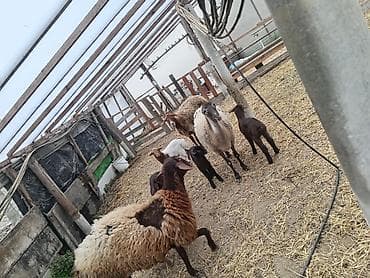 inek bala: Dişi, Qala, il: 1, 50 kq, Damazlıq, Ünvandan götürmə — 7