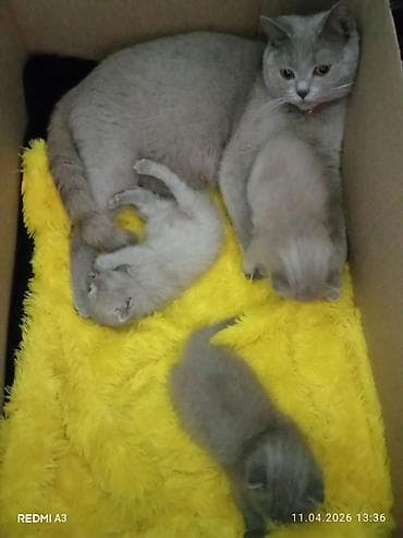 Şotland yastı qulaq, Pulsuz çatdırılma