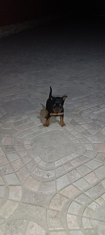 karlik pudel satisi: Miniatür pinçer, 1 ay, Dişi — 1