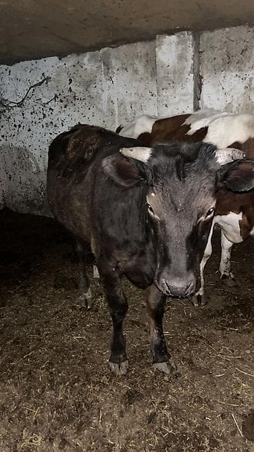 Atlar: Mal-qara satışı – erkək və dişi danalar Təsvir: - Təsərrüfatdan — 9