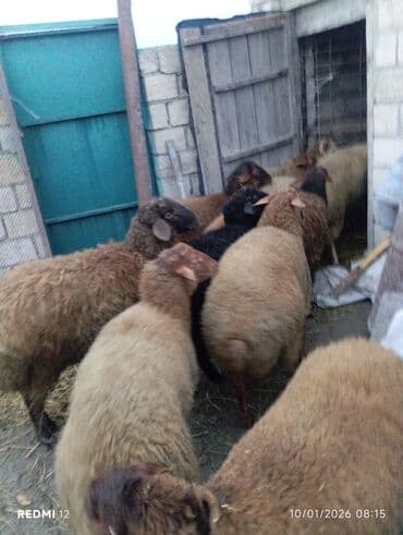 Dana, buzov: Qoyun sürüsü — ət və damazlıq üçün - Növ: yerli qarabaş/qırma — 3