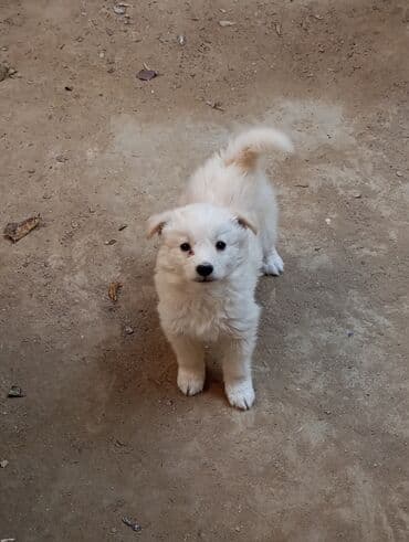 pekines itləri: 3 ay, Dişi, Ünvandan götürmə — 1