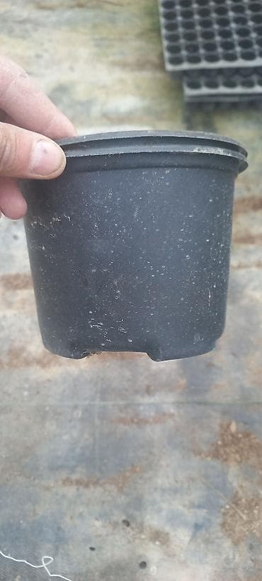 Çöl bitkiləri: Salam dekorativ bitkilər üçün plastik islenmis ve saglam istifadeye — 7