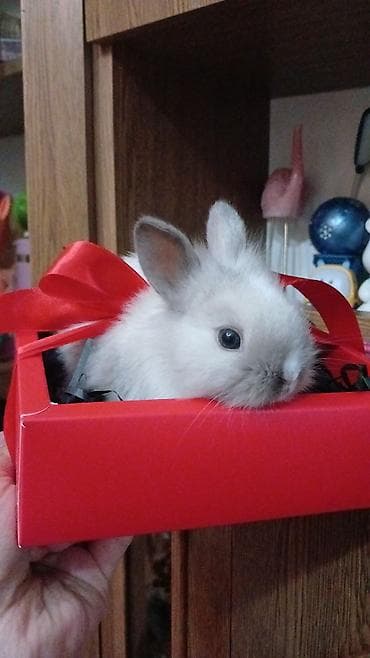 Mini dekorativ dovşan balaları - Növ: dekorativ/mini pet dovşan - — 6