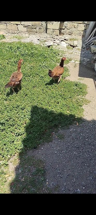 Kənd təsərrüfatı quşları: Heyratı fərələr 17 aylıq qanına söz ola bilməz hazırda yumurtlayırlar — 2