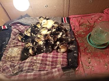 Другие животные: Самка, | Lal ordek, Для разведения, Самовывоз, Платная доставка — 1