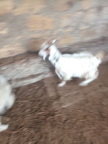 şotland pişiyi etibarlı əllərə verilir: Dişi, il: 1, 18 kq, Damazlıq — 7