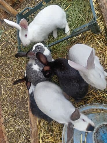 kaliforniya dovşanı: Doşan satlır 5 yerli saort 1qalifoniya — 4