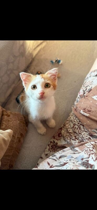 где можно купить котенка: Yaxşı əllərə — 1