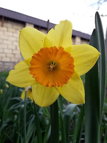 sor: Nərgiz soğanaqları – iriçiçəkli sortlar - Rəng çeşidləri: • Ağ — 3