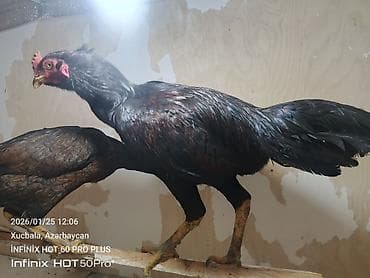 Qara rəngli heyratı kənd toyuğu (xoruz). Uzun boylu, incə quruluşlu