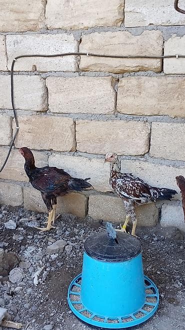 hamster near me: Toyuq cücələri, Damazlıq — 6