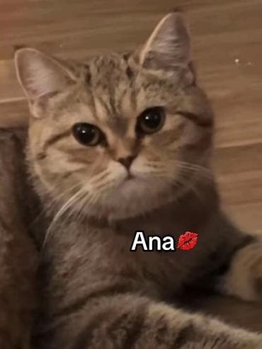 pişik: Qızıl şinşilla, Erkək, Dişi, Yaxşı əllərə, Ünvandan götürmə, Ödənişli çatdırılma — 4