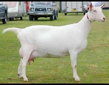 Индюшки: SALAM ALEYKUM. TEMİZ QAN ŞEKİLDE GÖRSENEN SENEN KECİSİ CİNSİ SATAN — 1