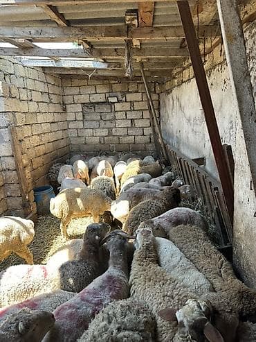 cixuaxua satilir: Qoyun sürüsü satılır - Növ: yerli qarışıq etlik və damazlıq tipli — 6