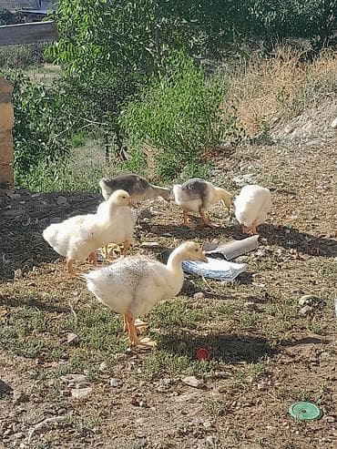 Qazlar: Erkək, Damazlıq, Ünvandan götürmə — 1