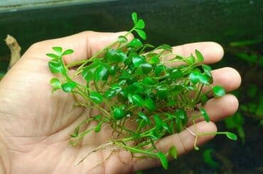 Марсилия крената
Marsiliya akvarium bitkisi lalafo.az -da Марсилия крената
Marsiliya akvarium bitkisi