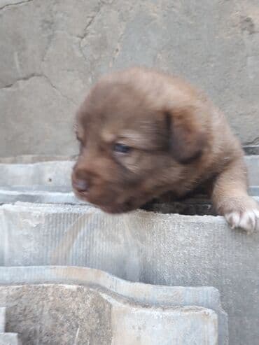 avçarka itləri: Zvonok, Dişi, Peyvəndli — 3