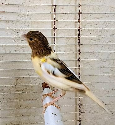 Qiyməti 50 manat erkəkdi