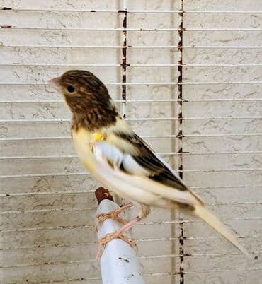 tutu quşu: Qiyməti 50 manat erkəkdi — 1