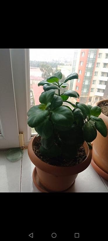 Bitki dərmanları: Qapalı məkan üçün dekorativ saksı bitkisi - Növ: Kalanxoe (qalın — 1