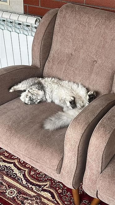 pişik latoku: Şotland uzun tüklü — 4