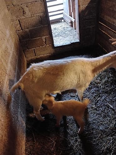 yerli keçi: Dişi, Zanen, il: 1, 50 kq, Südlük, Ünvandan götürmə — 3