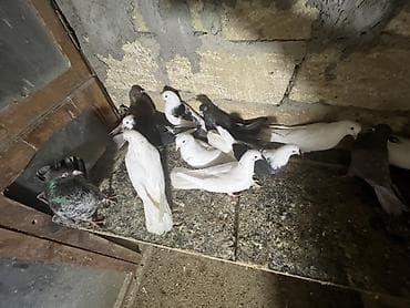 Məhsul: Ev göyərçinləri kolleksiyası Təsvir: - Şəkillərdə müxtəlif