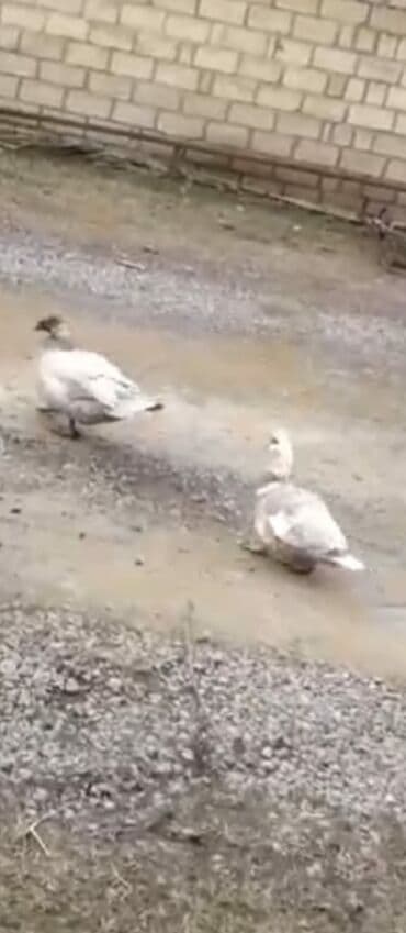 Lincoln: Boz-ağ rəngli qazlar satılır. - Növ: ev qazı (boz-ağ lələklər, geniş — 1