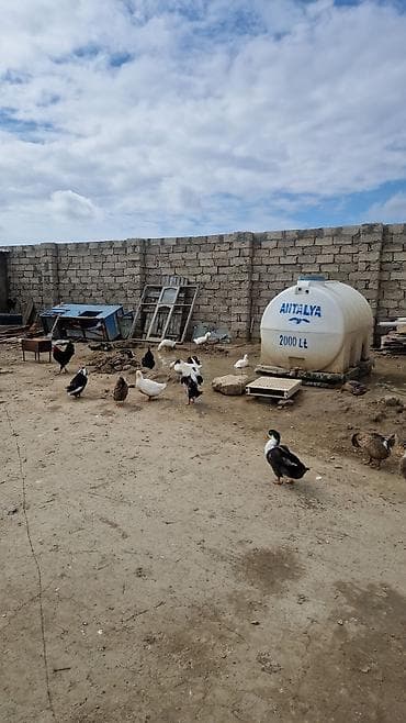 sumqayit daye: Ördək yumurtası inkubasiyası xidməti - Yumurtaların peşəkar — 4