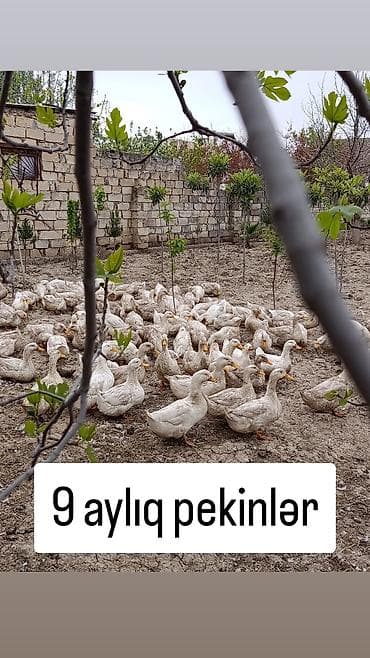 Məhsul: 9 aylıq Pekin ördəkləri Təsvir: - Cins: Pekin - Yaş: 9 aylıq
