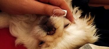 karlik doşan: Pekines, 3 ay — 2