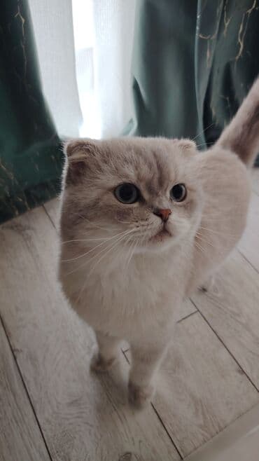 Şotland yastı qulaq, Erkək, Yaxşı əllərə