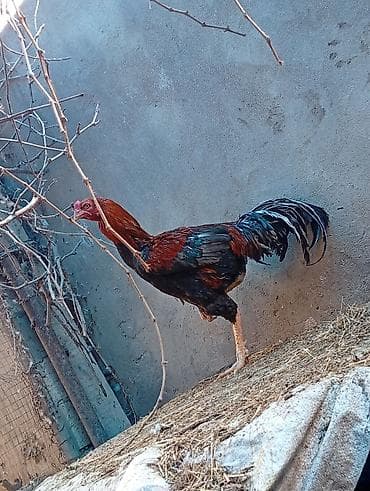 ari ailesi satisi: Toyuq, Damazlıq, Ünvandan götürmə — 5