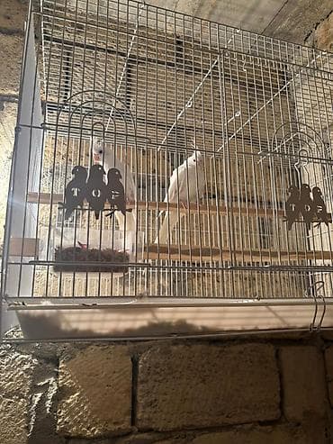 Голуби: Karela qiymet 240 azn 2si cutduler Ağ rəngli nimfa tutuquşuları — 5