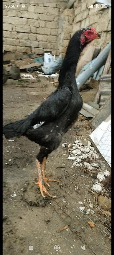 toyug xoruz: Oh Şhamo Fərə 10 aylıq yumurtlayır real alıcıyla razılaşmaq olar — 1